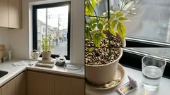 ジャスミンの葉が黄ばむ・つぼみが落ちる…水やりの前に見直したい3つのポイント（品種別）