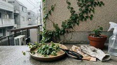 壁を一気に“緑のタペストリー”へ：フィカス・プミラの育て方と貼り付き管理の落とし穴